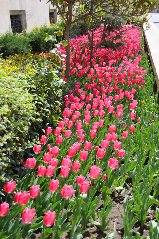 Gül-çiçəkli Bakı - FOTOSESSİYA