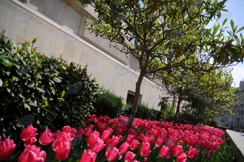 Gül-çiçəkli Bakı - FOTOSESSİYA