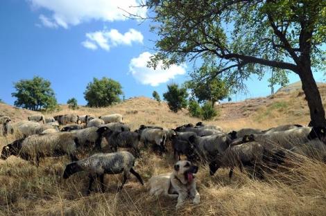 Dünyanın ən bahalı qoyun sürüsü - FOTO