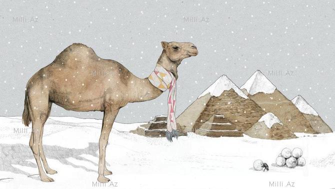 Göz vuran ayı və saqqallı meymun - FOTO