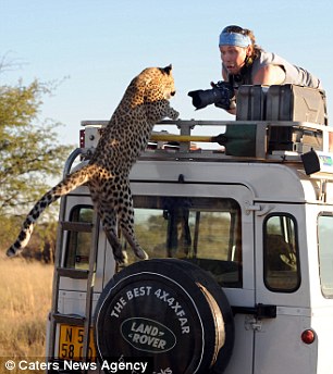 Leopard fotoqrafı yaman qorxutdu - FOTO