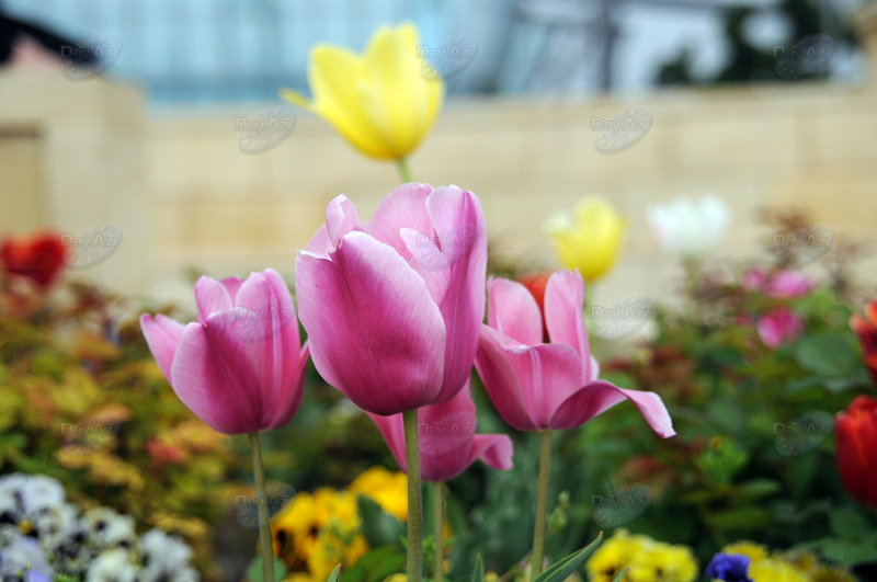 Gül-çiçəkli Bakı - FOTOSESSİYA