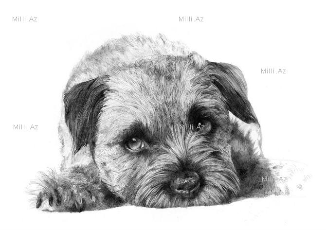 Göz vuran ayı və saqqallı meymun - FOTO