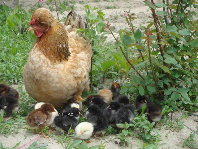 Bakıda yumurtadan yun qırxmaq olarmı? - FOTO