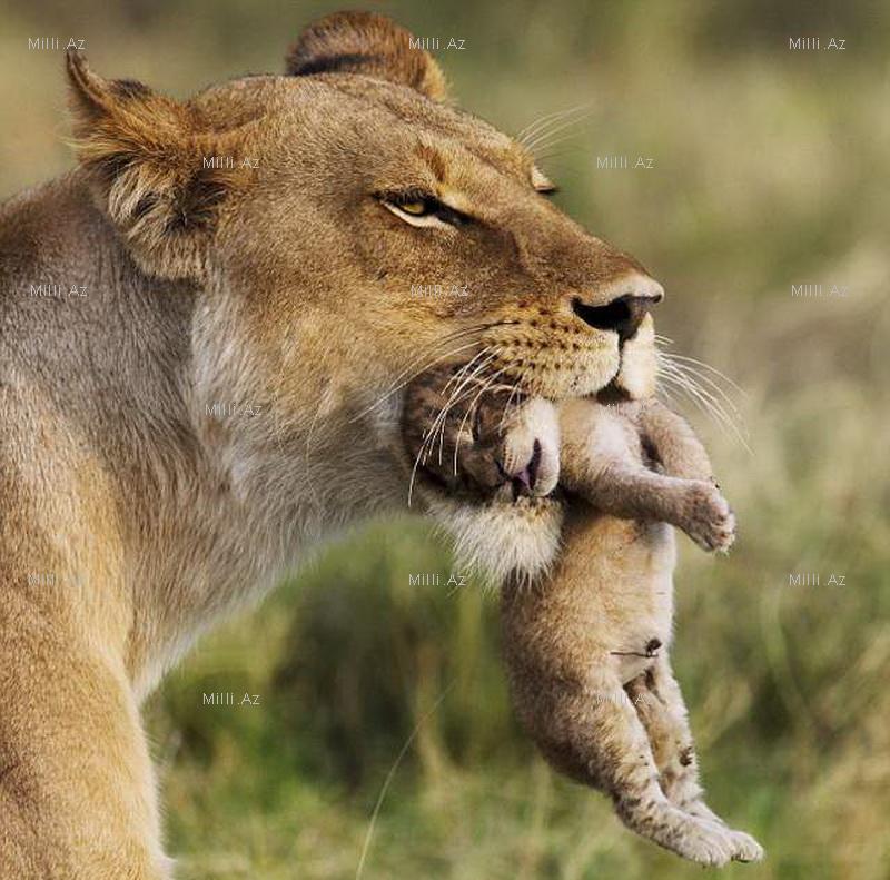 Vəhşi, lakin qayğıkeş ana - FOTOSESSİYA