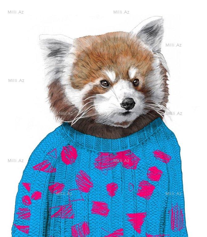 Göz vuran ayı və saqqallı meymun - FOTO