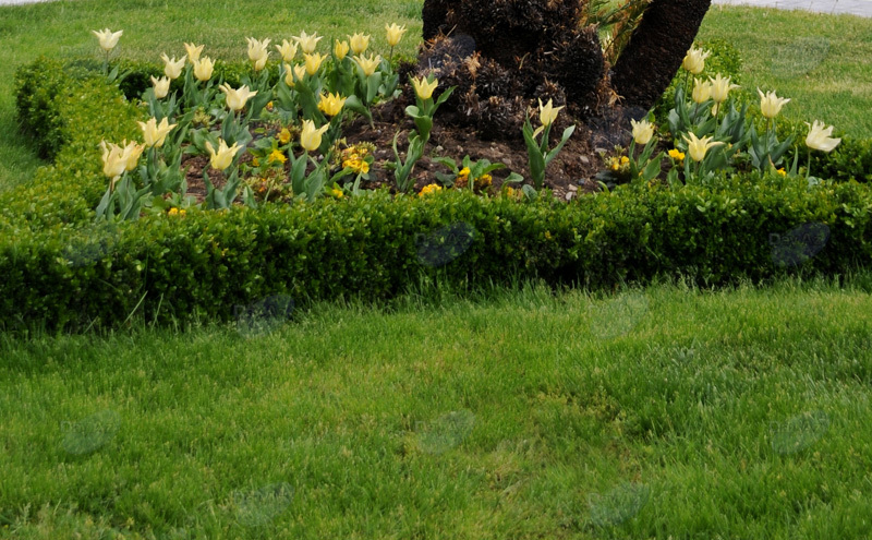 Gül-çiçəkli Bakı - FOTOSESSİYA