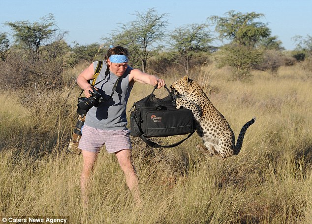 Leopard fotoqrafı yaman qorxutdu - FOTO