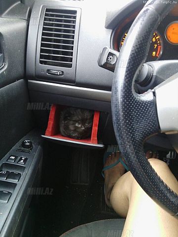 Qəribə, maraqlı fotolar - FOTO