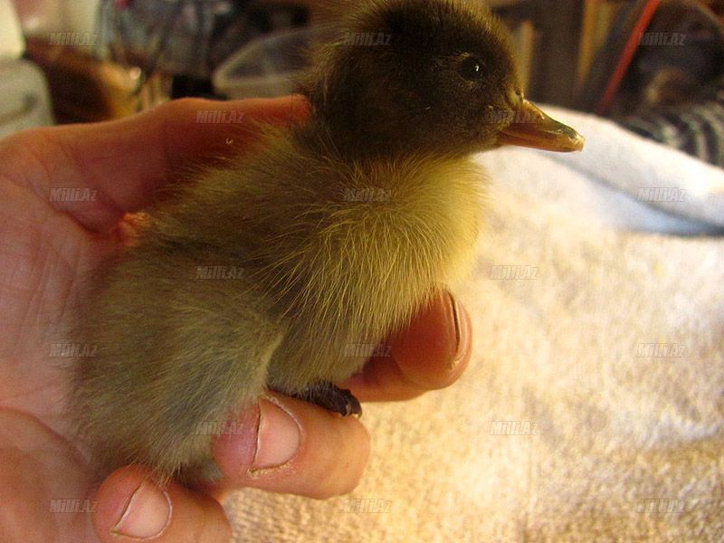 Saqqalında ördək bəslədi - FOTO