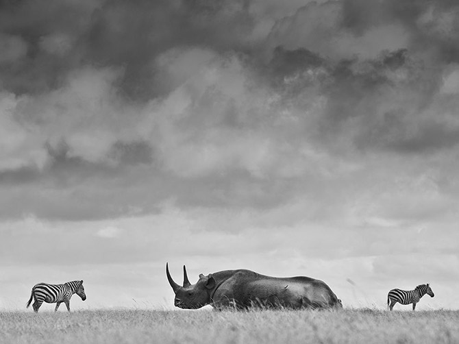 "National Geographic"dən bu ilin ən yaxşı FOTOLARI