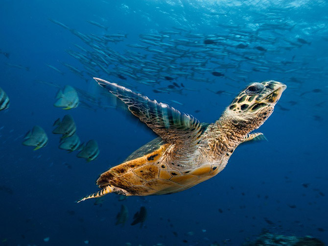"National Geographic"dən bu ilin ən yaxşı FOTOLARI