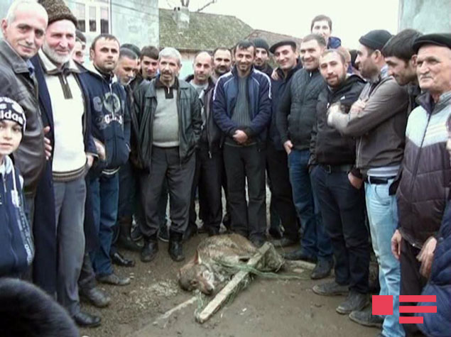 Masallıda yırtıcı kəndə hücum çəkib - FOTO