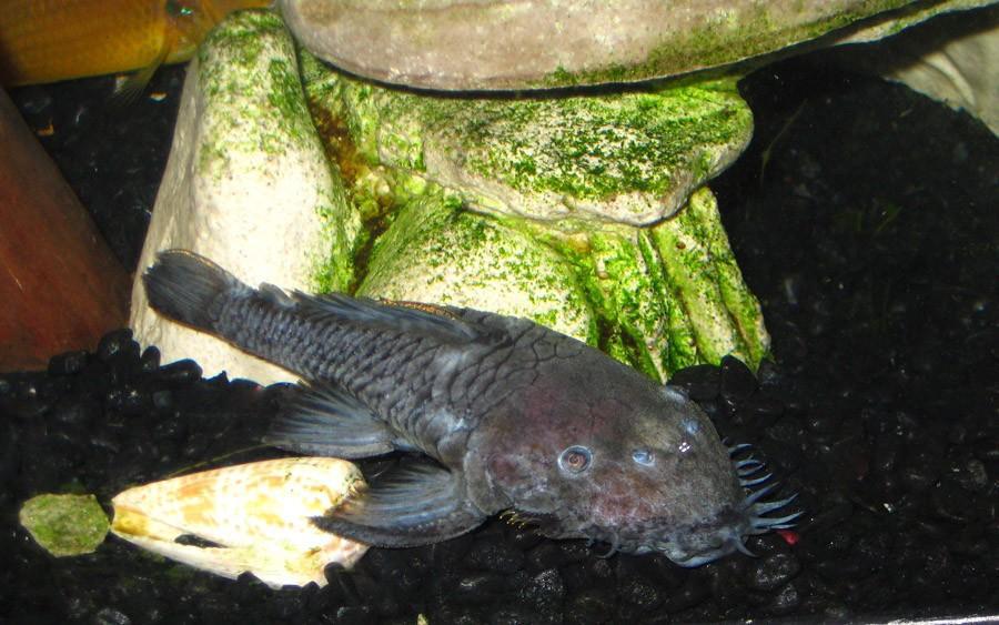 Ən qəribə heyvanlar - FOTOSESSİYA