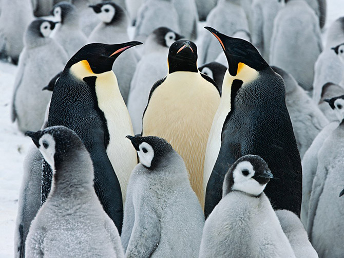 "National Geographic"dən bu ilin ən yaxşı FOTOLARI