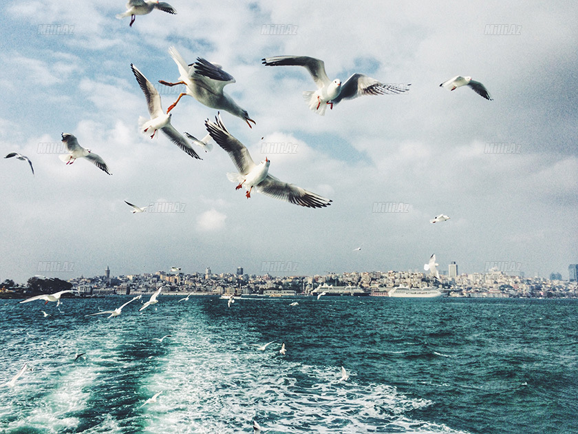 Mobil telefonla çəkilmiş 20 ən yaxşı FOTO