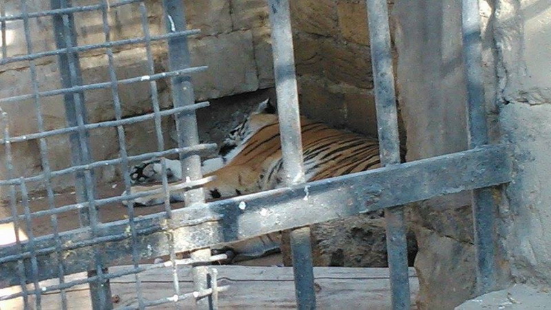 Su, kölgə, gözləri bərəli meymun... - REPORTAJ - FOTO