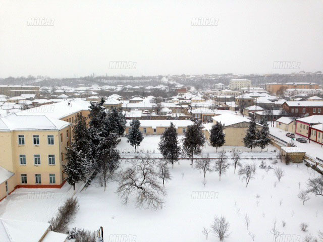 Quba ağ örpəkdə - FOTO