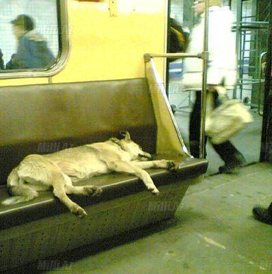 Metroda belə adamlar da var - FOTOSESSİYA