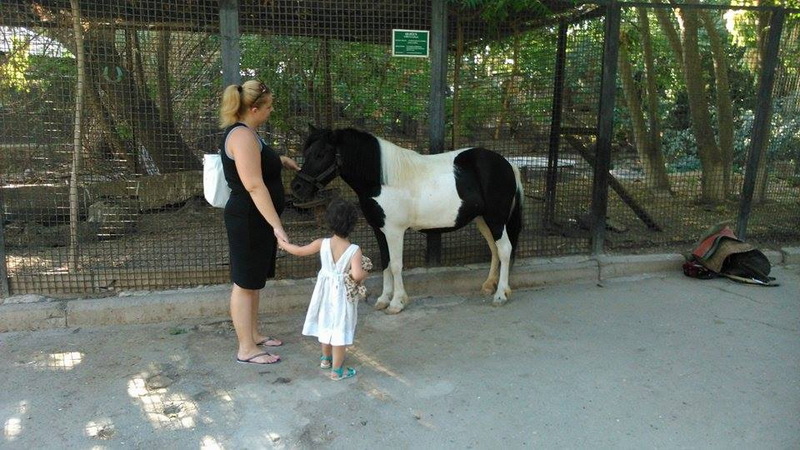 Su, kölgə, gözləri bərəli meymun... - REPORTAJ - FOTO