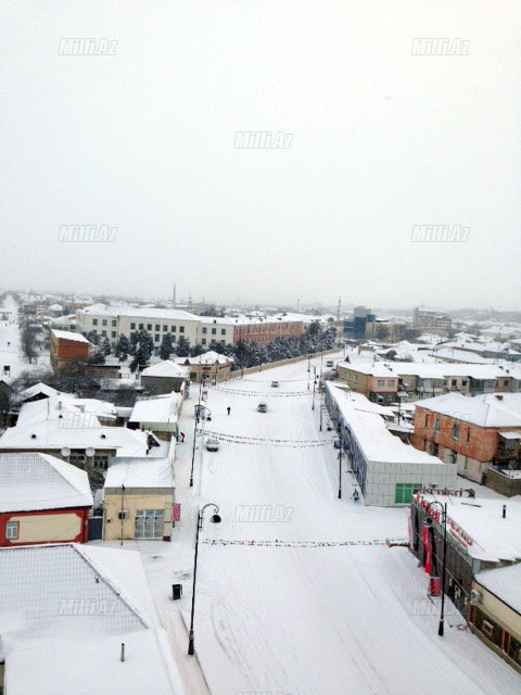 Quba ağ örpəkdə - FOTO