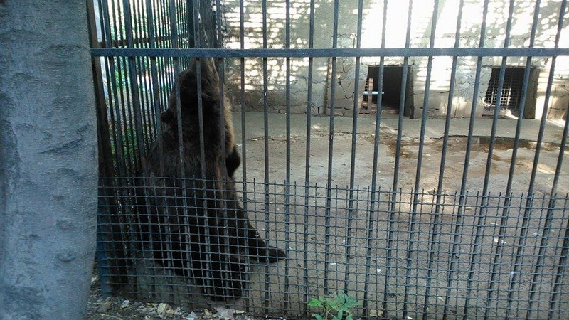 Su, kölgə, gözləri bərəli meymun... - REPORTAJ - FOTO