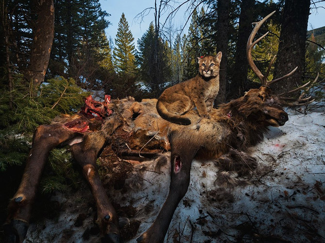 "National Geographic"dən bu ilin ən yaxşı FOTOLARI