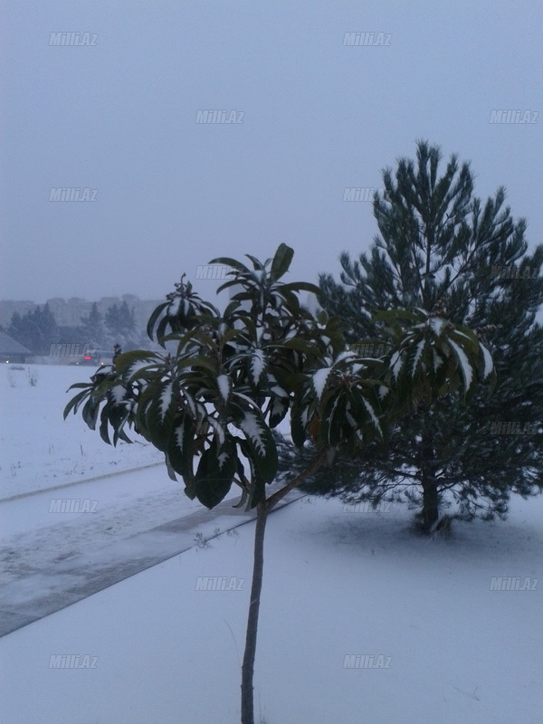 Bakıya güclü qar yağır - YENİLƏNİB - VİDEO - FOTOSESSİYA