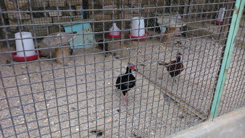 Su, kölgə, gözləri bərəli meymun... - REPORTAJ - FOTO