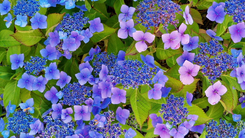 Kompüteriniz üçün maraqlı şəkillər - FOTOSESSİYA