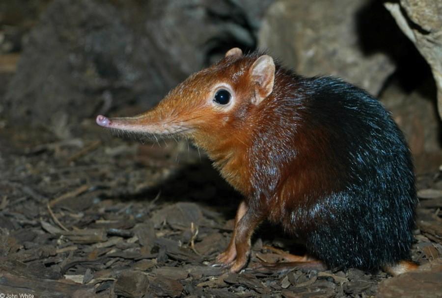 Ən qəribə heyvanlar - FOTOSESSİYA