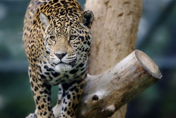 Zooparkdakı heyvanlar - FOTO
