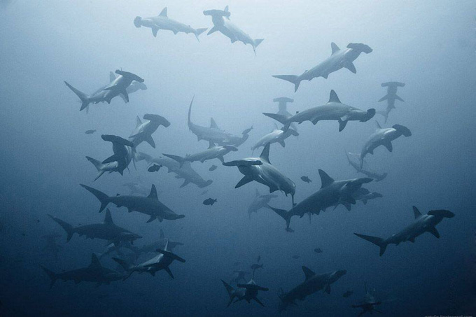 Sualtı aləm - FOTO