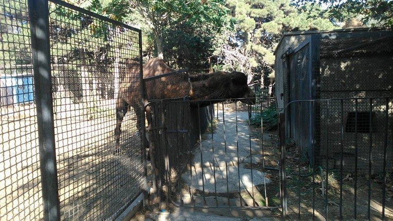 Su, kölgə, gözləri bərəli meymun... - REPORTAJ - FOTO