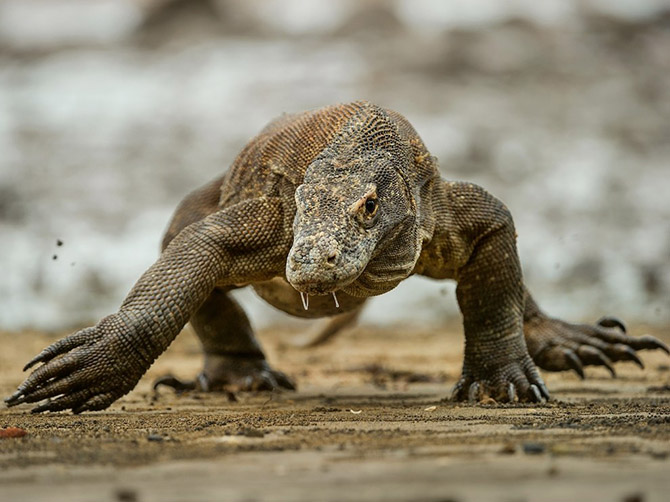 "National Geographic"dən bu ilin ən yaxşı FOTOLARI