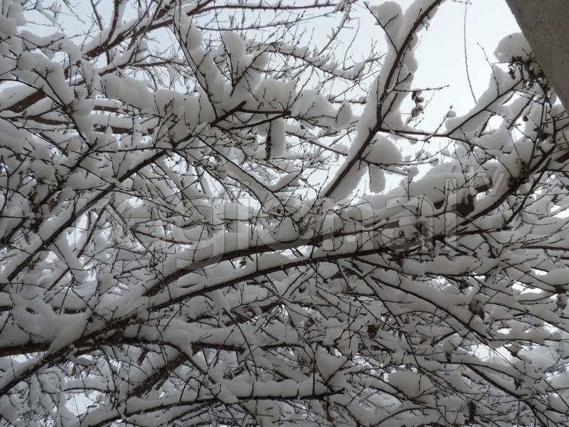 Nabrana yarım metrdən çox qar yağıb - YENİLƏNİB - FOTO