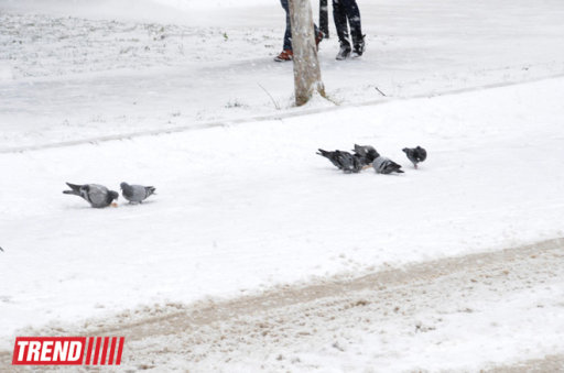 Bakı ağ libasa büründü - FOTOSESSİYA