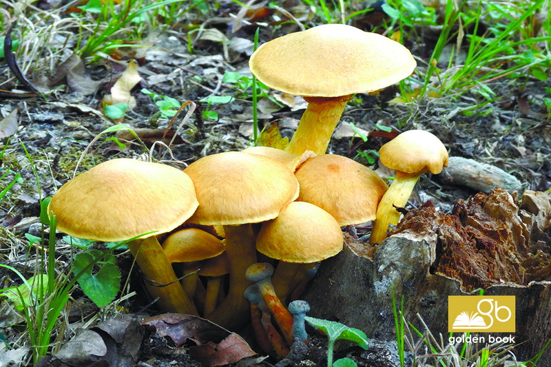 Xaçmaz: gözəl, qədim diyar - FOTO