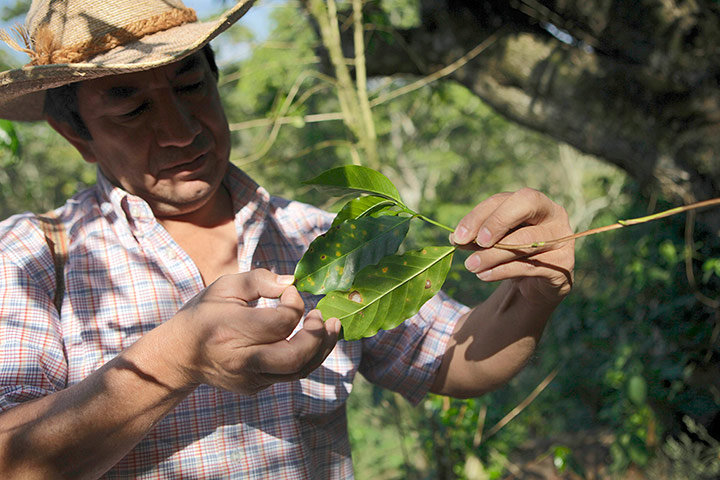 Nelmo Ramos, coffee producer