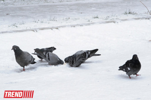 Bakı ağ libasa büründü - FOTOSESSİYA