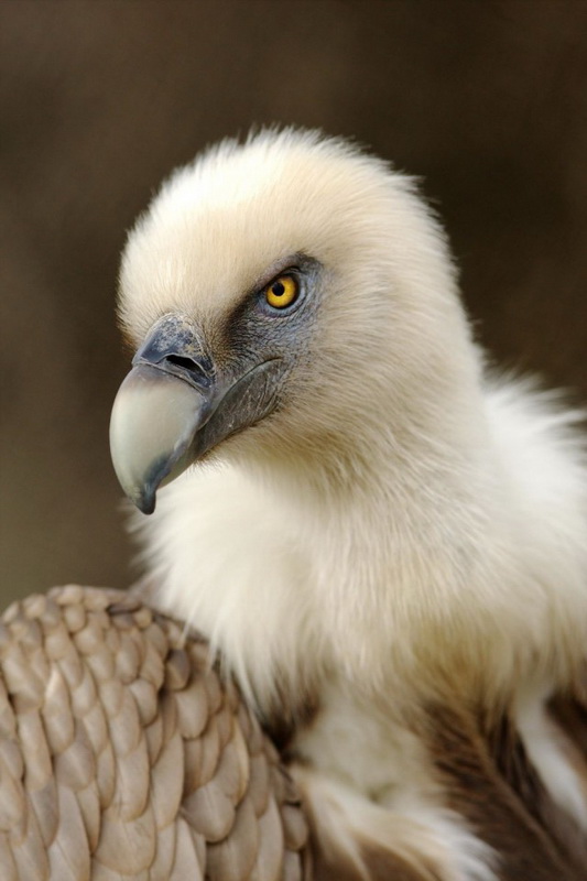 Zooparkdakı heyvanlar - FOTO