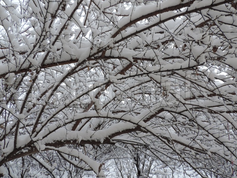 Nabrana yarım metrdən çox qar yağıb - YENİLƏNİB - FOTO