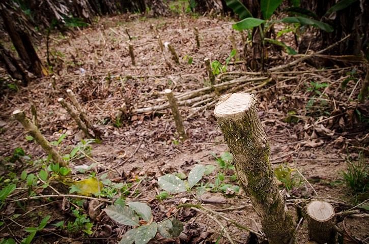Cleared coffee plantation