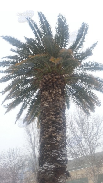 Bakıya güclü qar yağır - YENİLƏNİB - VİDEO - FOTOSESSİYA