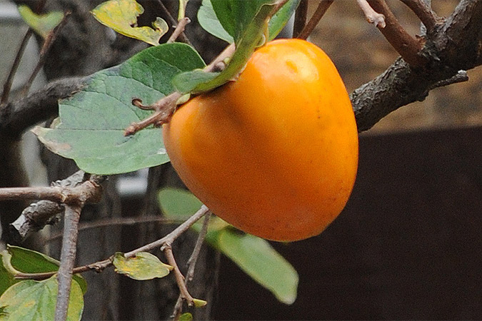 Dərmana meydan oxuyan 5 meyvə - FOTO