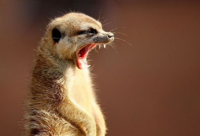 Zooparkdakı heyvanlar - FOTO