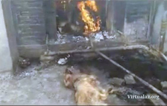 Bakı küçələrində vəhşilik: onları qanlarına qəltan edirlər - VİDEO - FOTO