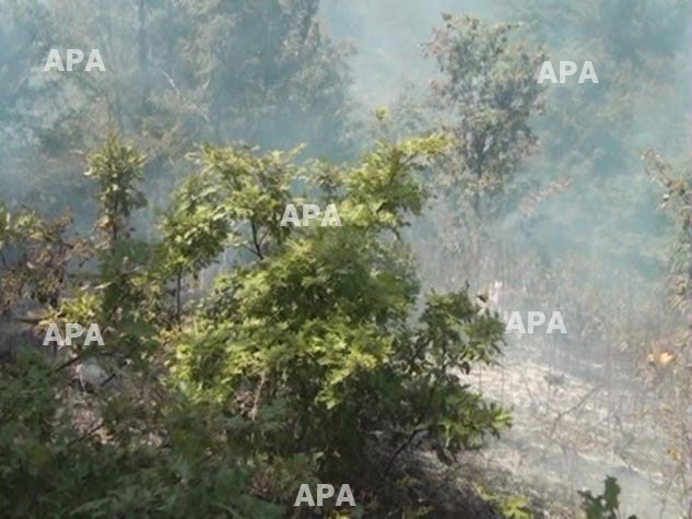 Lerikdə başlayan yanğın Hirkan Milli Parkına keçdi - YENİLƏNİB - FOTO