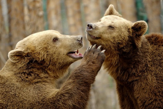 Zooparkdakı heyvanlar - FOTO