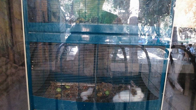 Su, kölgə, gözləri bərəli meymun... - REPORTAJ - FOTO